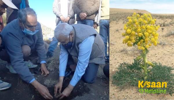 भारत पहली बार हींग की खेती कर रहा है, यह कदम ठंडे रेगिस्तानी क्षेत्र में गेम चेंजर होगा